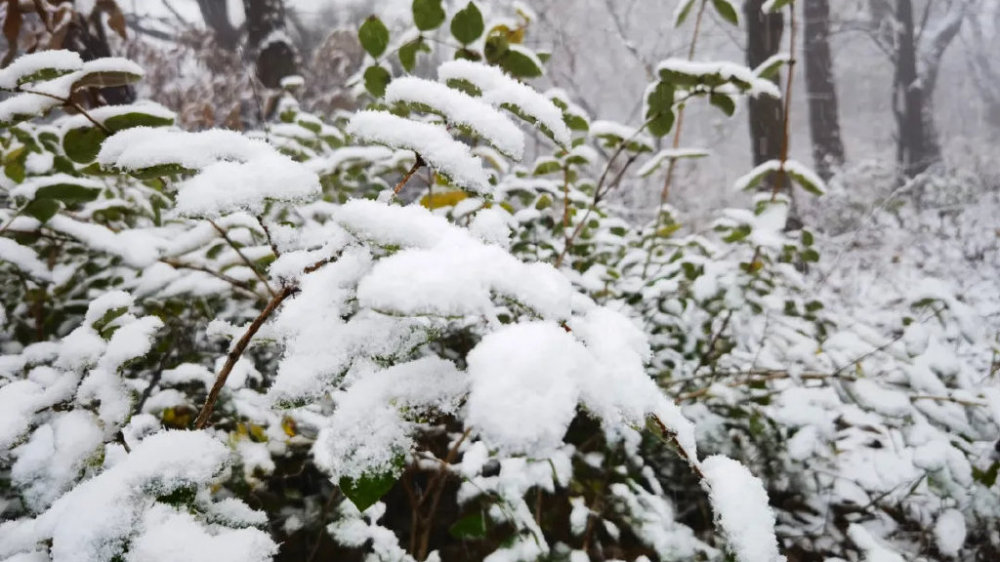 解答解释:郑州迎入冬第一场雪，一场梦幻般的白色盛宴