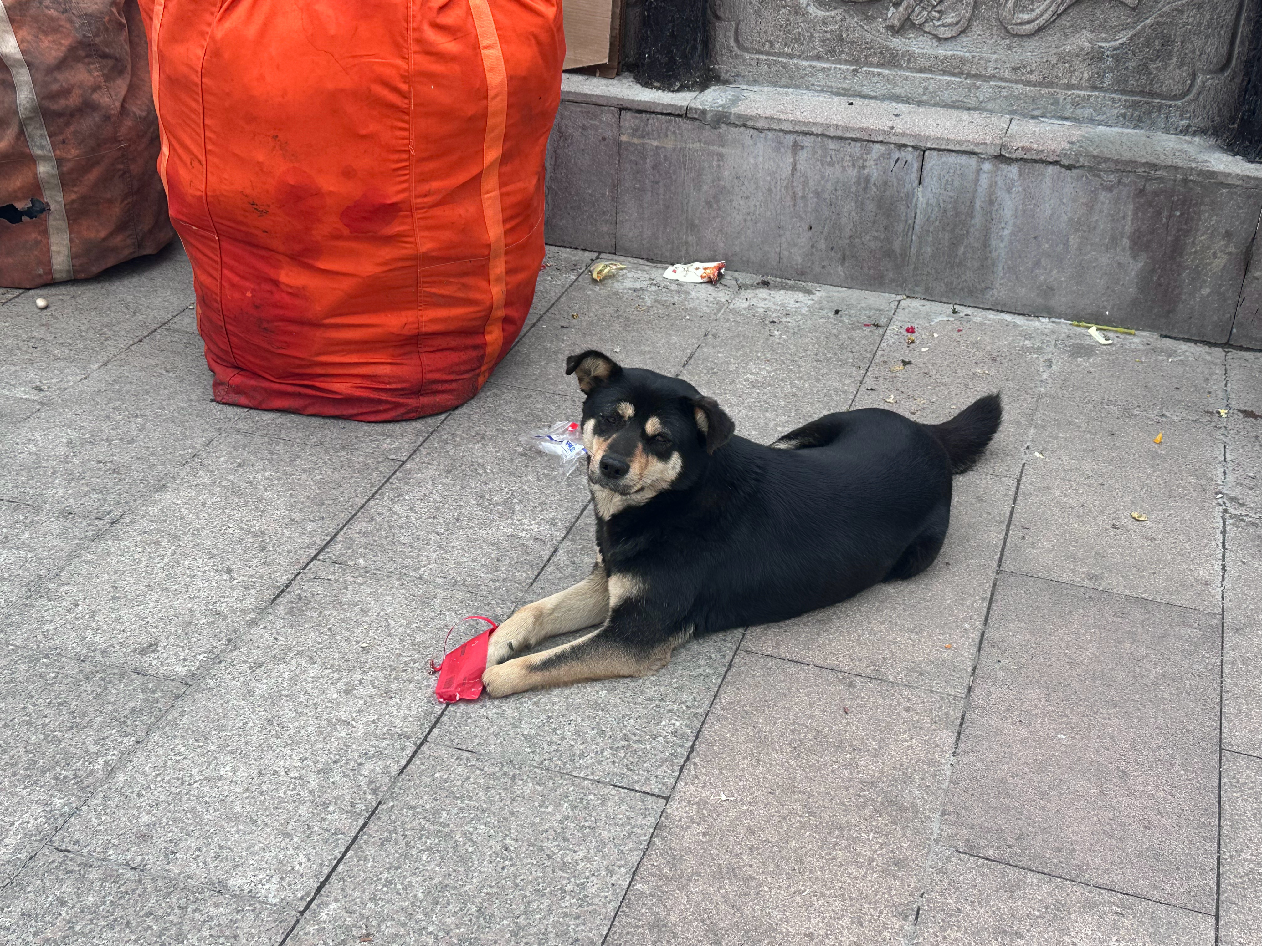 资料解释:九华山景区多只狗断脚瘸腿现象的背后