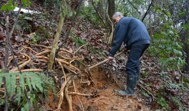 精选解释:农民工遭遇意外树枝横向贯穿胸腔，强行拔出的生死瞬间