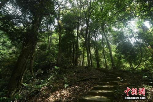 挖野生红豆杉违法吗？解读相关法规与保护红豆杉的重要性