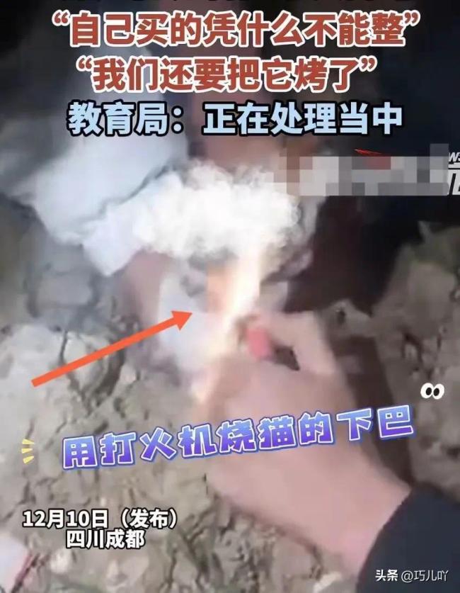 四名中学生组团虐猫事件，停课反省背后的深思