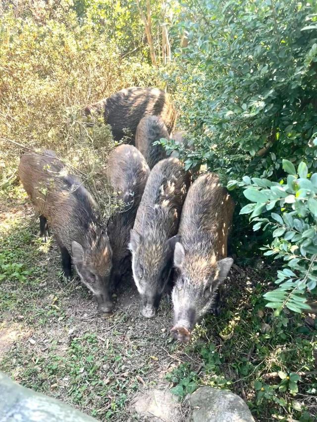 网红野猪产下小猪崽，游客争先投喂——人与自然的和谐共处新篇章