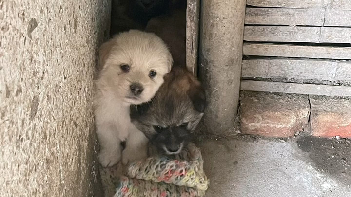 狗妈妈的呼唤，生命至亲的求生之旅