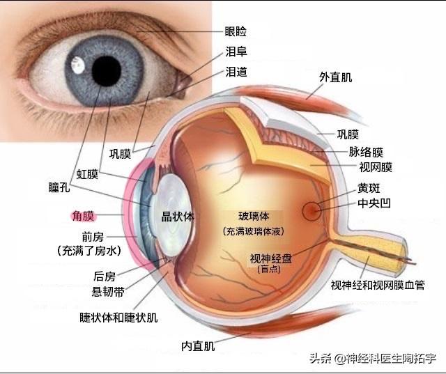 天赋异禀，9岁小男孩的解剖动物内脏技艺